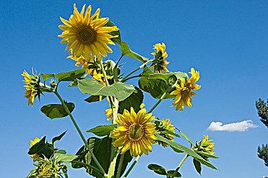 《木卫四协议》号称拥有最真实的游戏角色