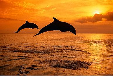 Xbox老板称收购动视“远胜自己所做的任何事情”